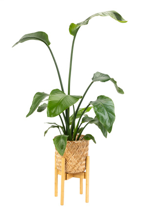 Kwietnik drewniany NEST